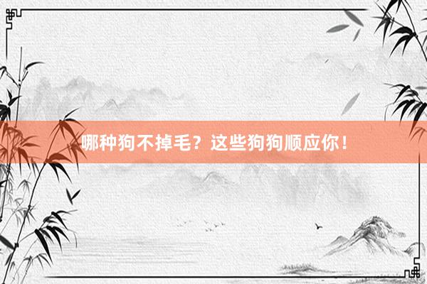 哪种狗不掉毛？这些狗狗顺应你！